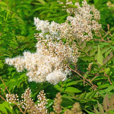 Beyaz çiçekli astilbe, muhteşem spirea, yakın planda