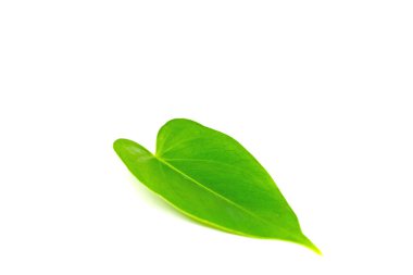 Beyaz arkaplana karşı Anthurium yaprağı