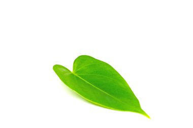 Beyaz arkaplana karşı Anthurium yaprağı