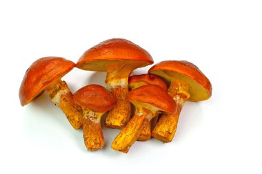 Altın rengi Bolete, Suillus Grevillei, beyaz arka planda.