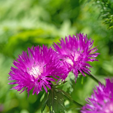 Çiçek açan Kafkaslar Knapweed, Centaurea deal bata
