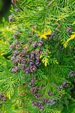 Sahte selvi tohumları, Chamaecyparis
