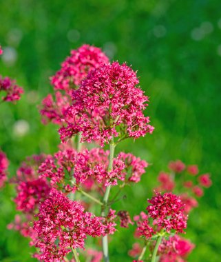 Çiçekli çiçek, Centranthus yakutu, yakın plan.