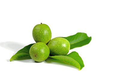 Yeşil ceviz, Juglans rejimi, beyaz arka plana karşı