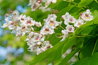 Çiçek açan fasulye ağacı, Catalpa, yazın.