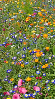 Yazın açan kır çiçekleri çayırı