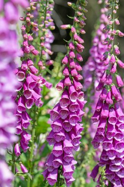Çiçekli kırmızı yüksükotu, Digitalis purpurea, ormanda