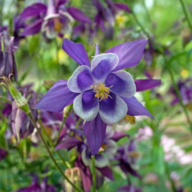 İlkbaharda çiçekte Columbine