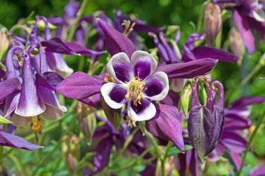 İlkbaharda çiçekte Columbine