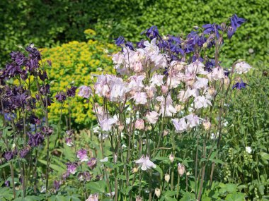 İlkbaharda çiçekte Columbine