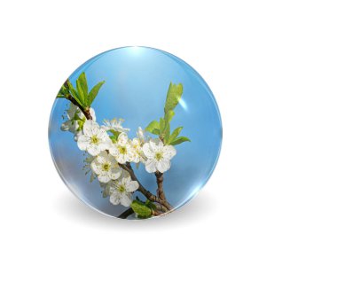 Apple blossoms in a glass ball, illustration