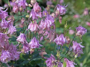 İlkbaharda çiçekte Columbine