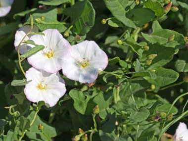Çiçekli bağotu, Convolvulus arvensis, yakın plan.