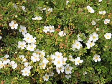 Çiçekli parmak çalısı, potensiyel fruticosa