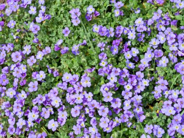 Baharda açan mavi Aubrieta