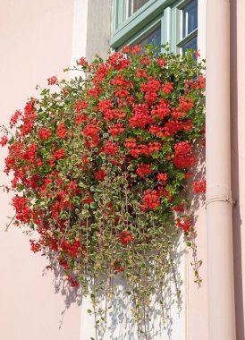 Yakın planda çiçek penceresi