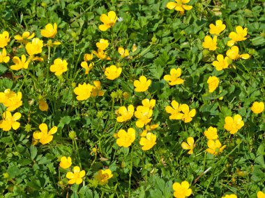 Düğünçiçeği, Ranunculus akrisi, baharda.