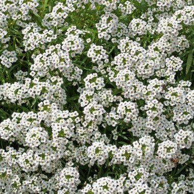 Çiçekli Duftsteinrich, Lobularia maritima, yakın planda.