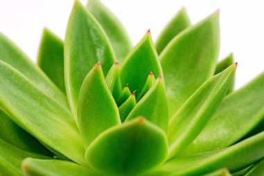 Echeveria yakın planda saklanıyor.