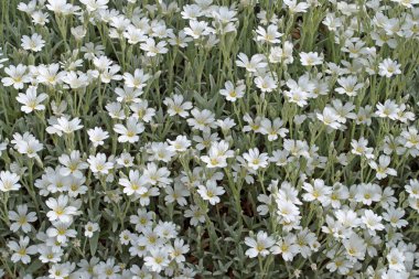 Baharda hornwort, Cerastium tomentosum hissettim.