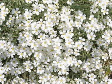 Baharda hornwort, Cerastium tomentosum hissettim.