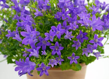 Çiçek saksısında çan çiçekleri, çan çiçekleri