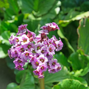İlkbaharda çiçek açan mor bergenia.