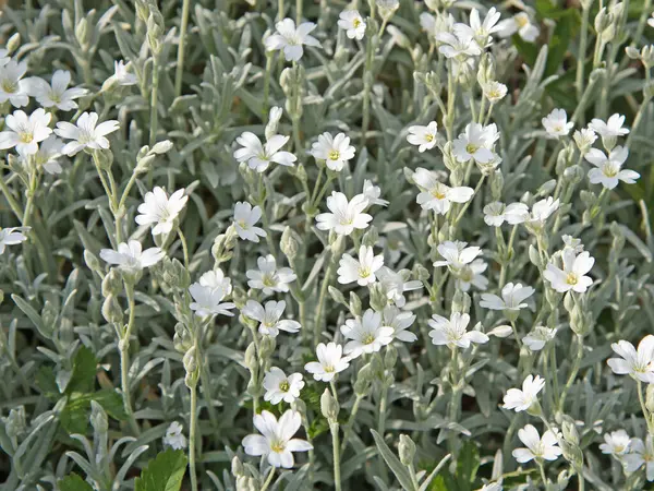 Baharda hornwort, Cerastium tomentosum hissettim.