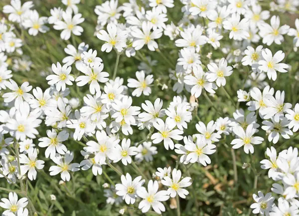 Baharda hornwort, Cerastium tomentosum hissettim.
