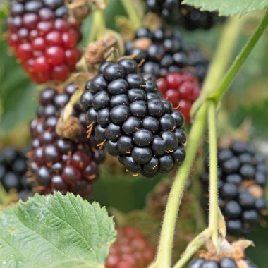 Yakından bakınca böğürtlenler