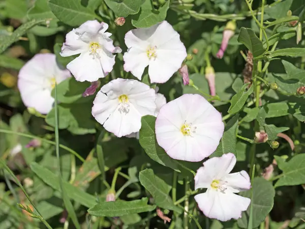 Çiçekli bağotu, Convolvulus arvensis, yakın plan.