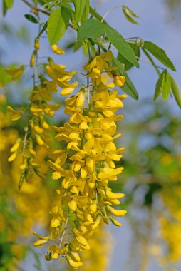 Baharda sarı çiçekli laburum