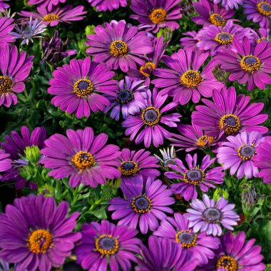 Papatya Burnu, Osteospermum, yakın planda.