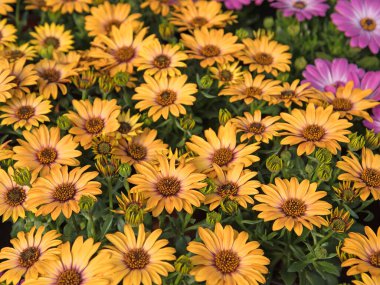 Papatya Burnu, Osteospermum, yakın planda.