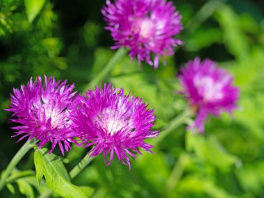 Çiçek açan Kafkaslar Knapweed, Centaurea deal bata
