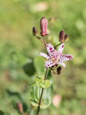 Kurbağa zambağı, Tricyrtis Hiro, yakın planda.
