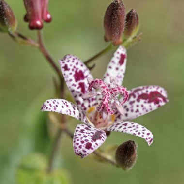 Kurbağa zambağı, Tricyrtis Hiro, yakın planda.