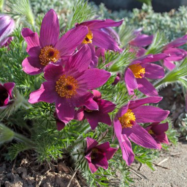 İnekler yakın plan çekimde.