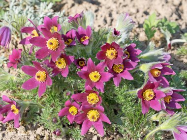 İnekler yakın plan çekimde.