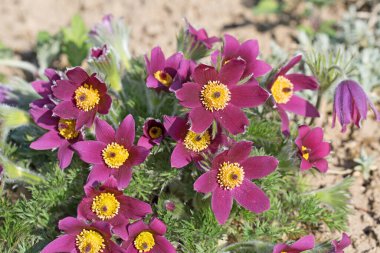 İnekler yakın plan çekimde.