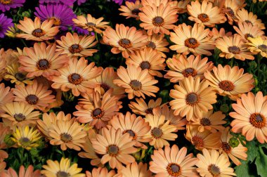 Papatya Burnu, Osteospermum, yakın planda.