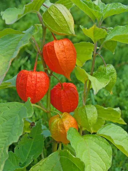 Fener çiçeğinin meyveleri yakın planda.