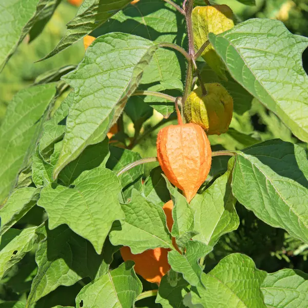 Fener çiçeğinin meyveleri yakın planda.