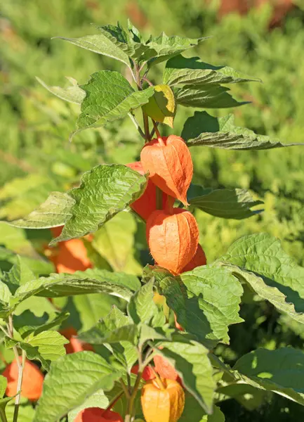 Fener çiçeğinin meyveleri yakın planda.