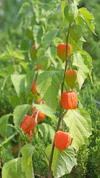 Fener çiçeğinin meyveleri yakın planda.