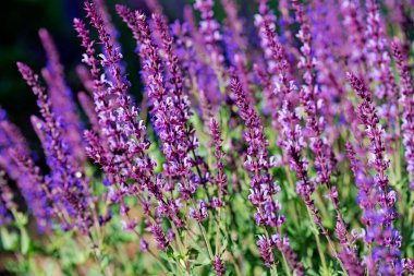 Violet Flowering Garden Sage, Salvia Nemorosa, Bahçede