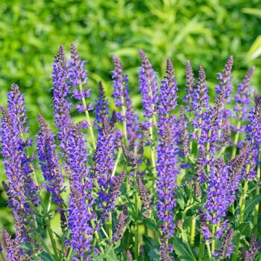 Violet Flowering Garden Sage, Salvia Nemorosa, Bahçede