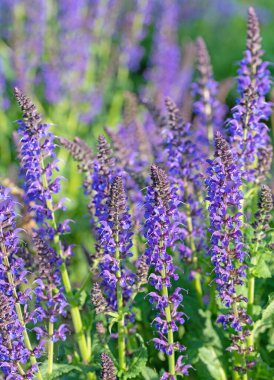 Violet Flowering Garden Sage, Salvia Nemorosa, Bahçede