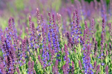 Violet Flowering Garden Sage, Salvia Nemorosa, Bahçede