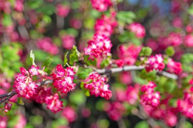 Çiçekli kan üzümü, Ribes Sanguineum, ilkbaharda.